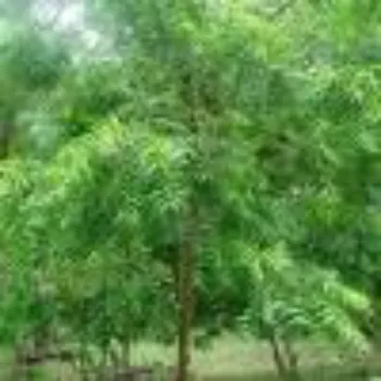 Neem Tree